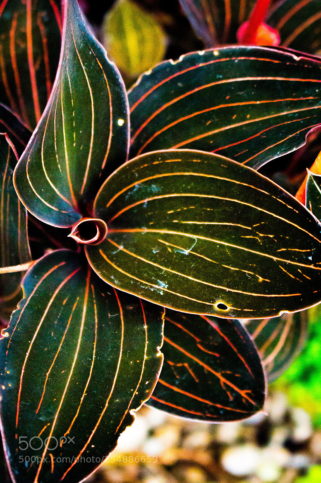 Canon EOS 700D (EOS Rebel T5i / EOS Kiss X7i) sample photo. Red and green leaves photography