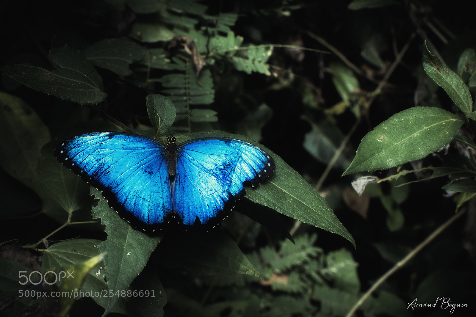 Nikon D3300 sample photo. Morpho photography