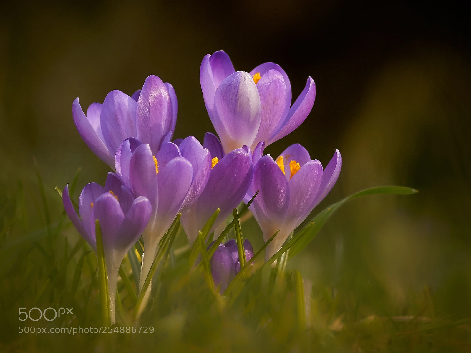 Sony ILCA-77M2 sample photo. Krokusse photography