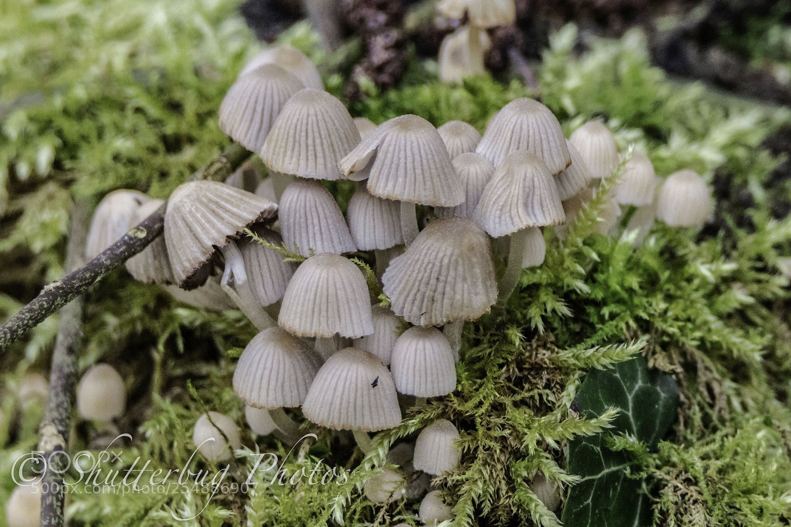 Canon EOS 80D sample photo. Titchwell fungi photography