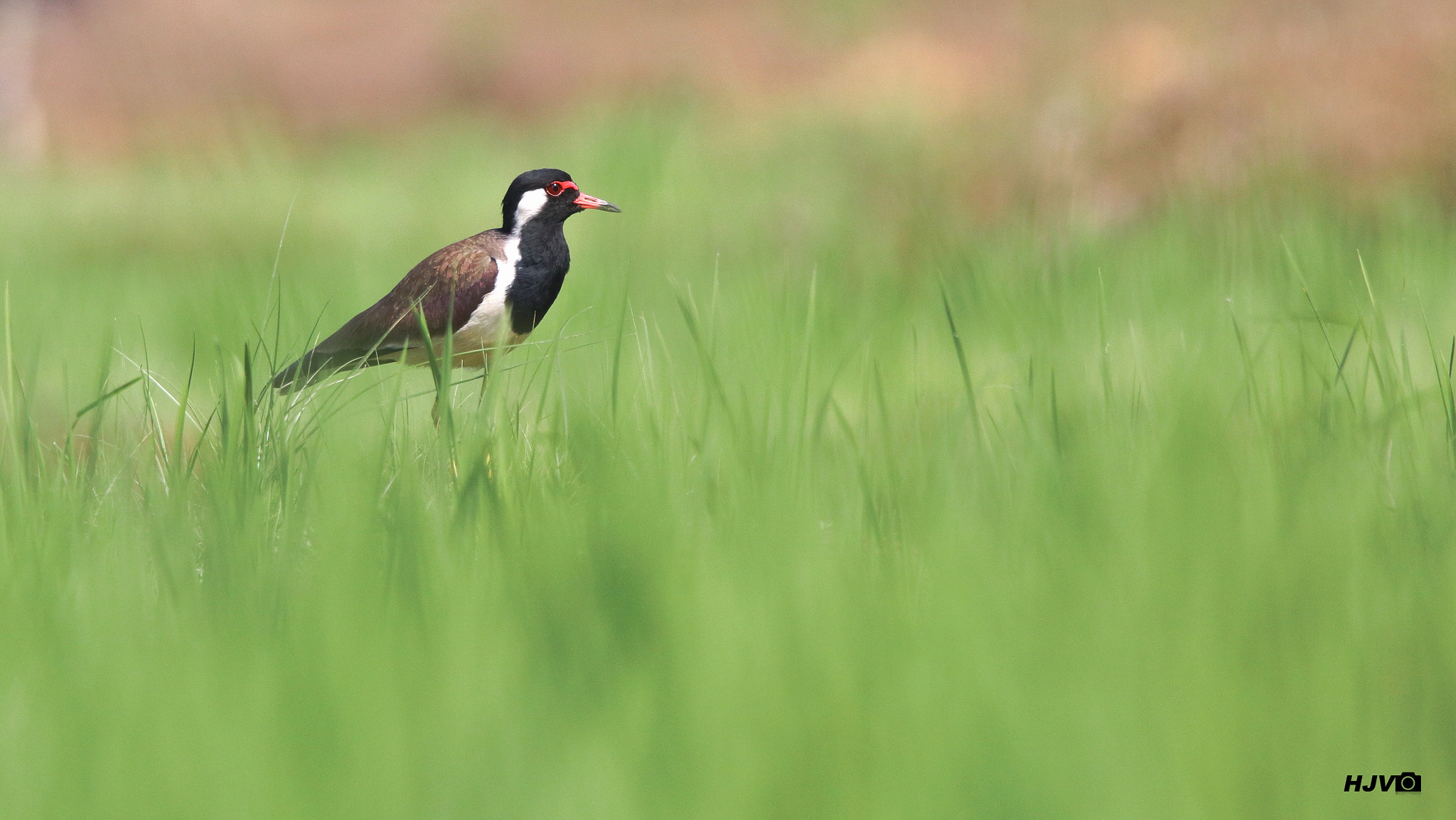 Canon EOS 80D sample photo. Red-wattled lapwing photography