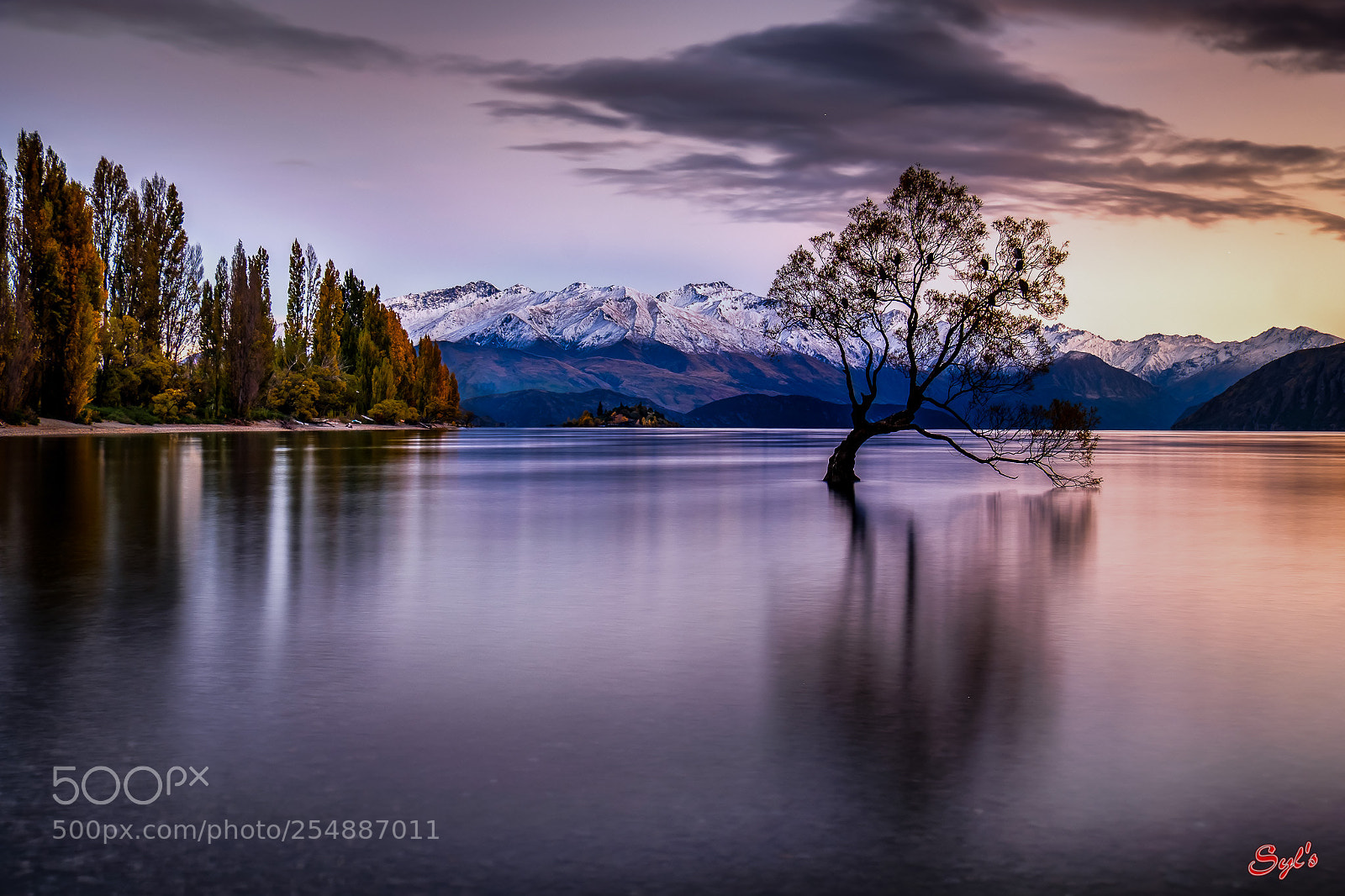 Fujifilm X-T2 sample photo. Wanaka tree at dusk photography