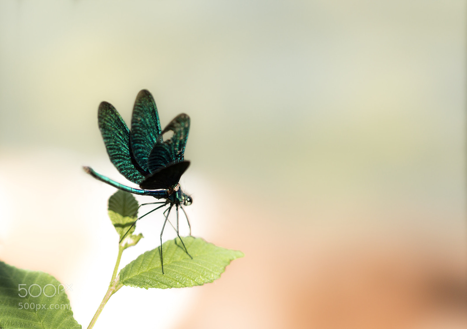 Canon EOS 600D (Rebel EOS T3i / EOS Kiss X5) sample photo. Dragonfly photography