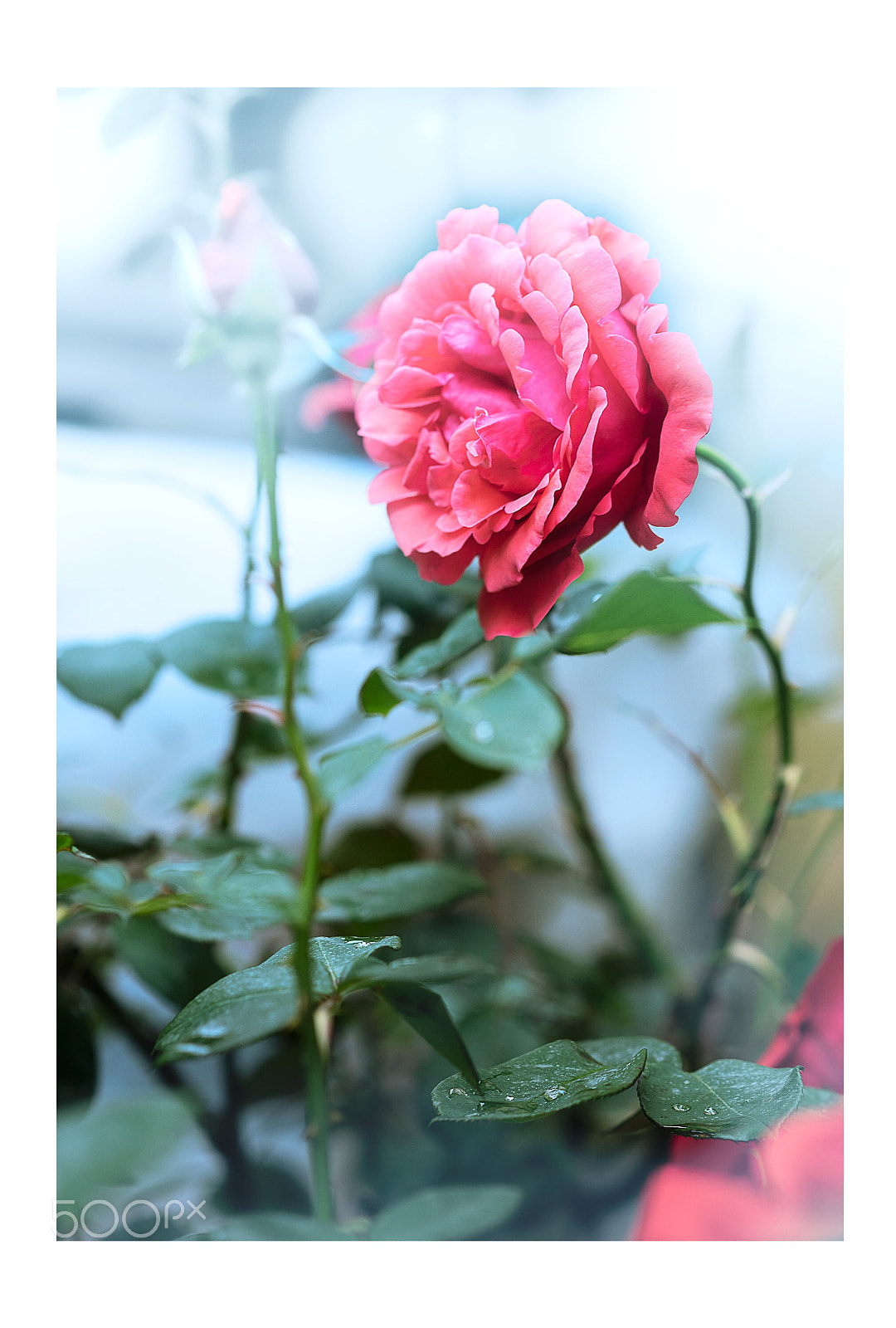 Nikon D810 sample photo. Untitled photography