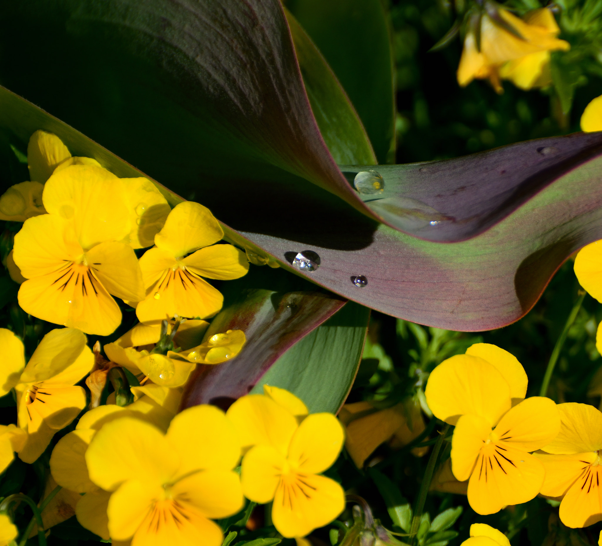 Nikon D5200 sample photo. Residual rain photography