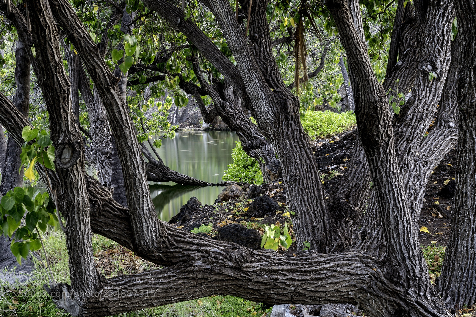 Leica SL (Typ 601) sample photo. Ancient fishpond photography