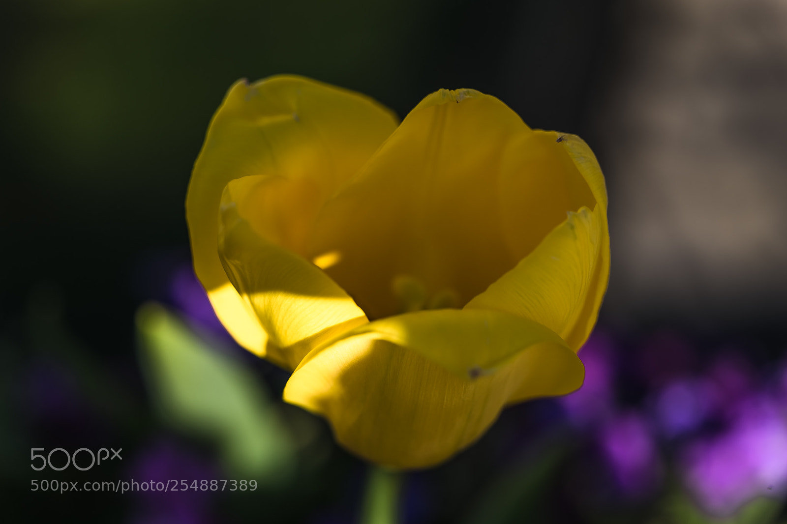 Leica SL (Typ 601) sample photo. L photography