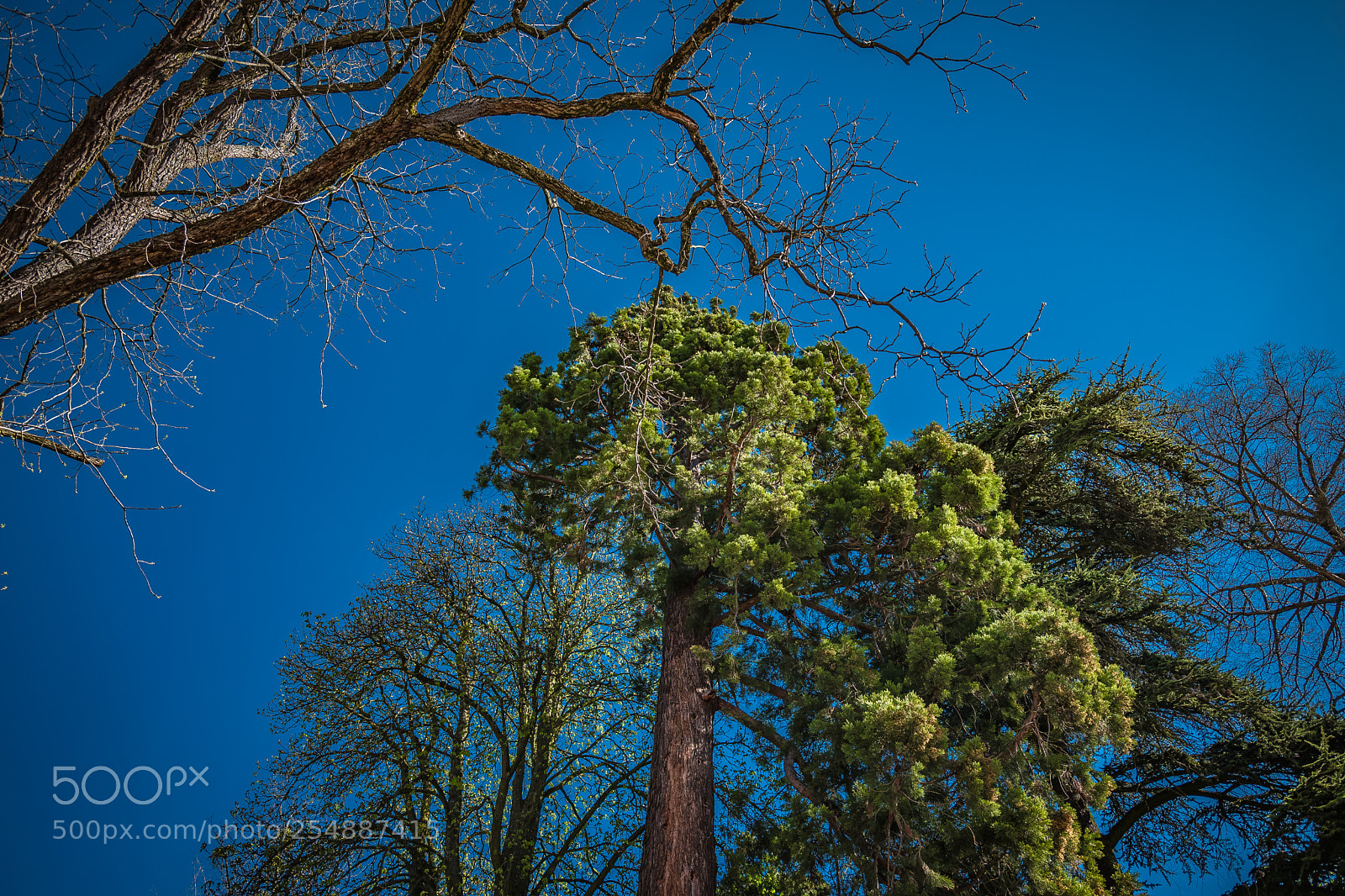 Leica SL (Typ 601) sample photo. L photography