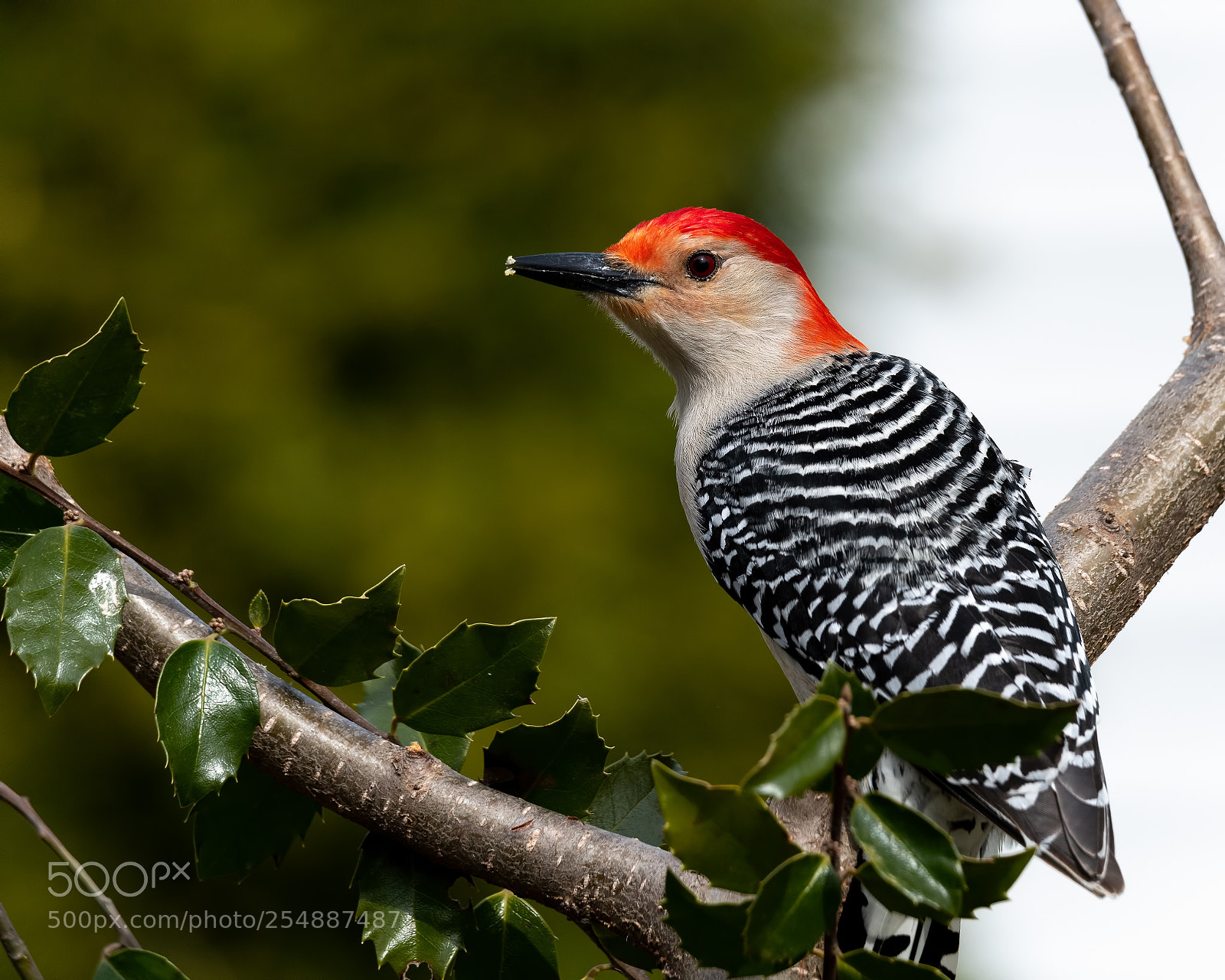 Nikon D850 sample photo. Red bellied woodpecker photography