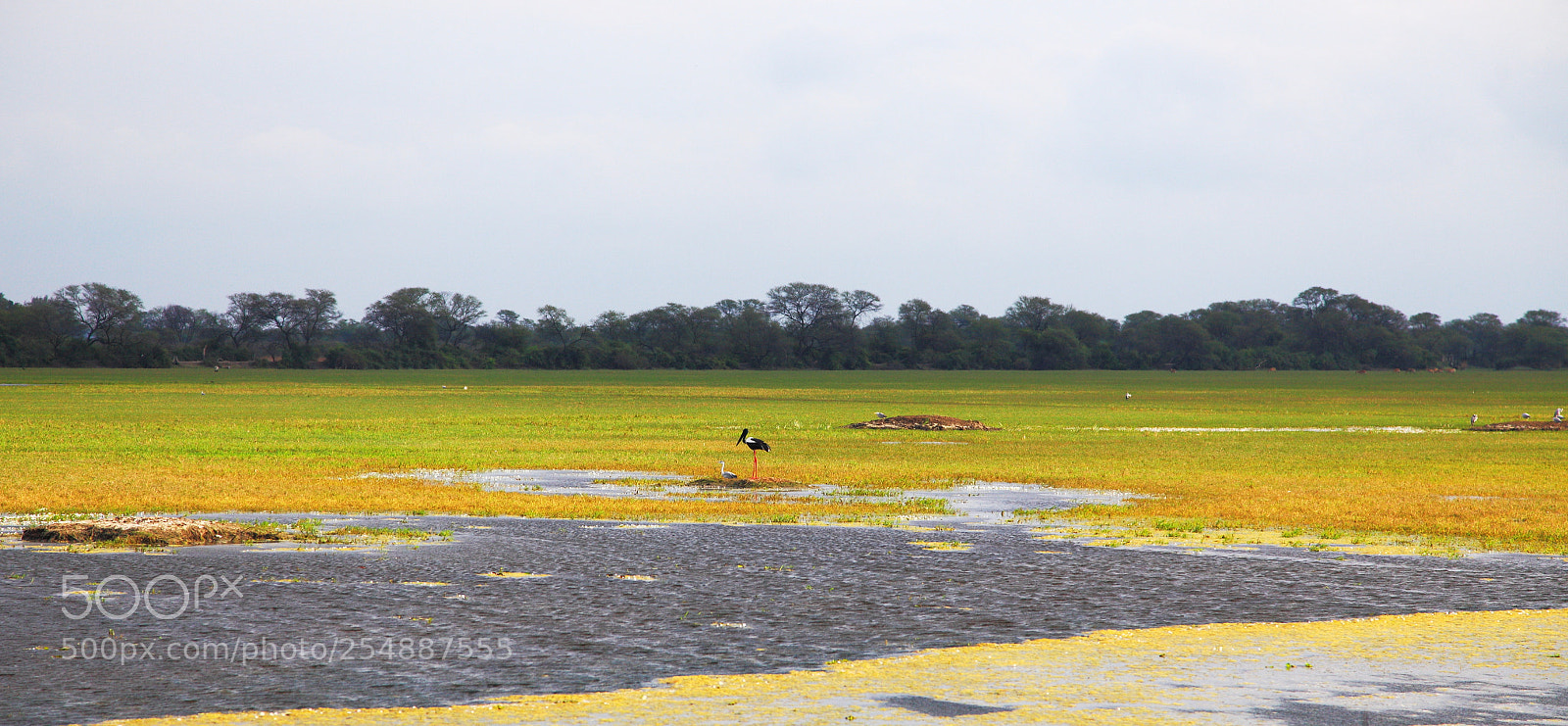 Canon EF 24-105mm F4L IS USM sample photo. Wetland photography