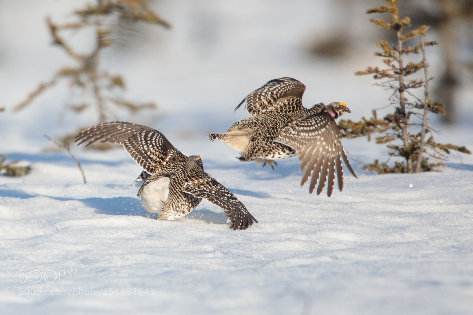 Canon EOS 5D Mark IV sample photo. Grouse b gone photography
