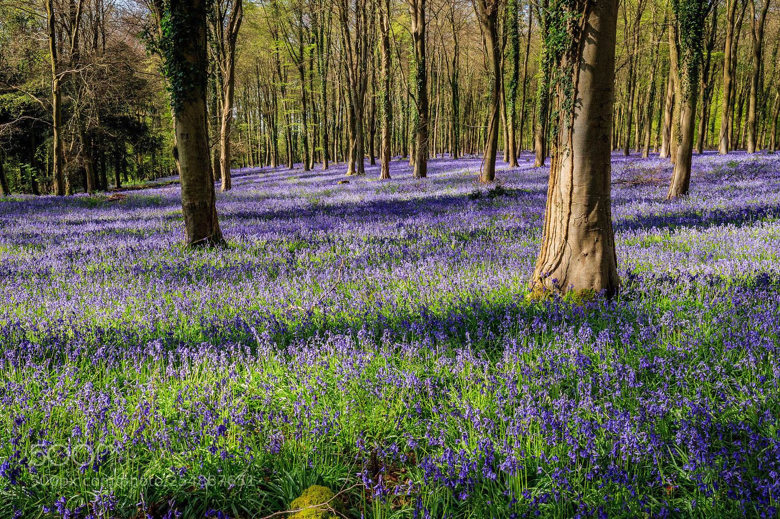 Canon EOS-1D X Mark II sample photo. Hampshire bluebells  photography