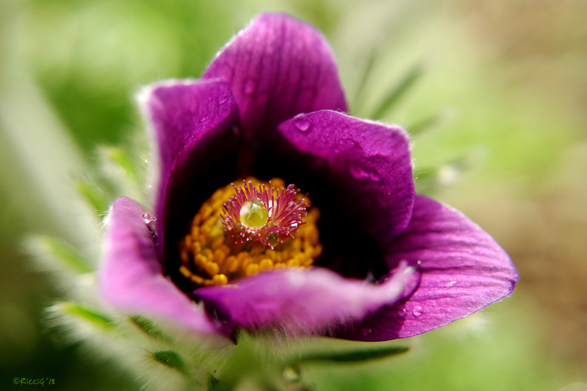 Samsung NX3300 sample photo. After the rain photography