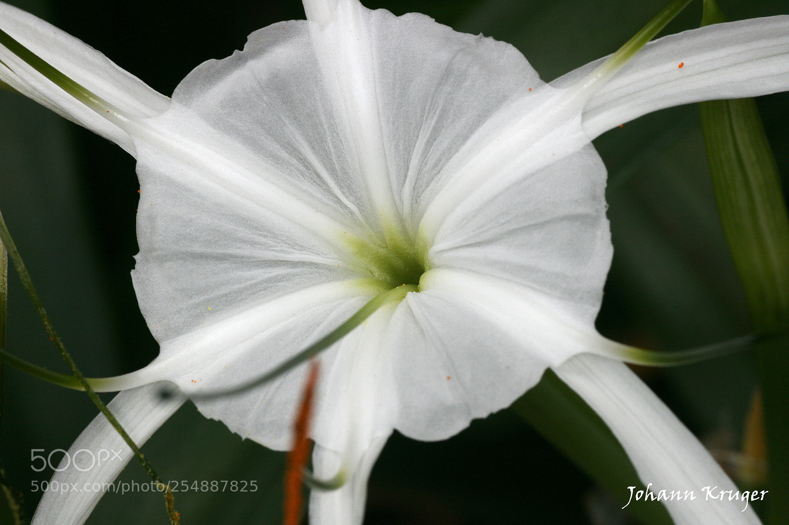 Canon EOS 400D (EOS Digital Rebel XTi / EOS Kiss Digital X) sample photo. Moon flower (of ) photography