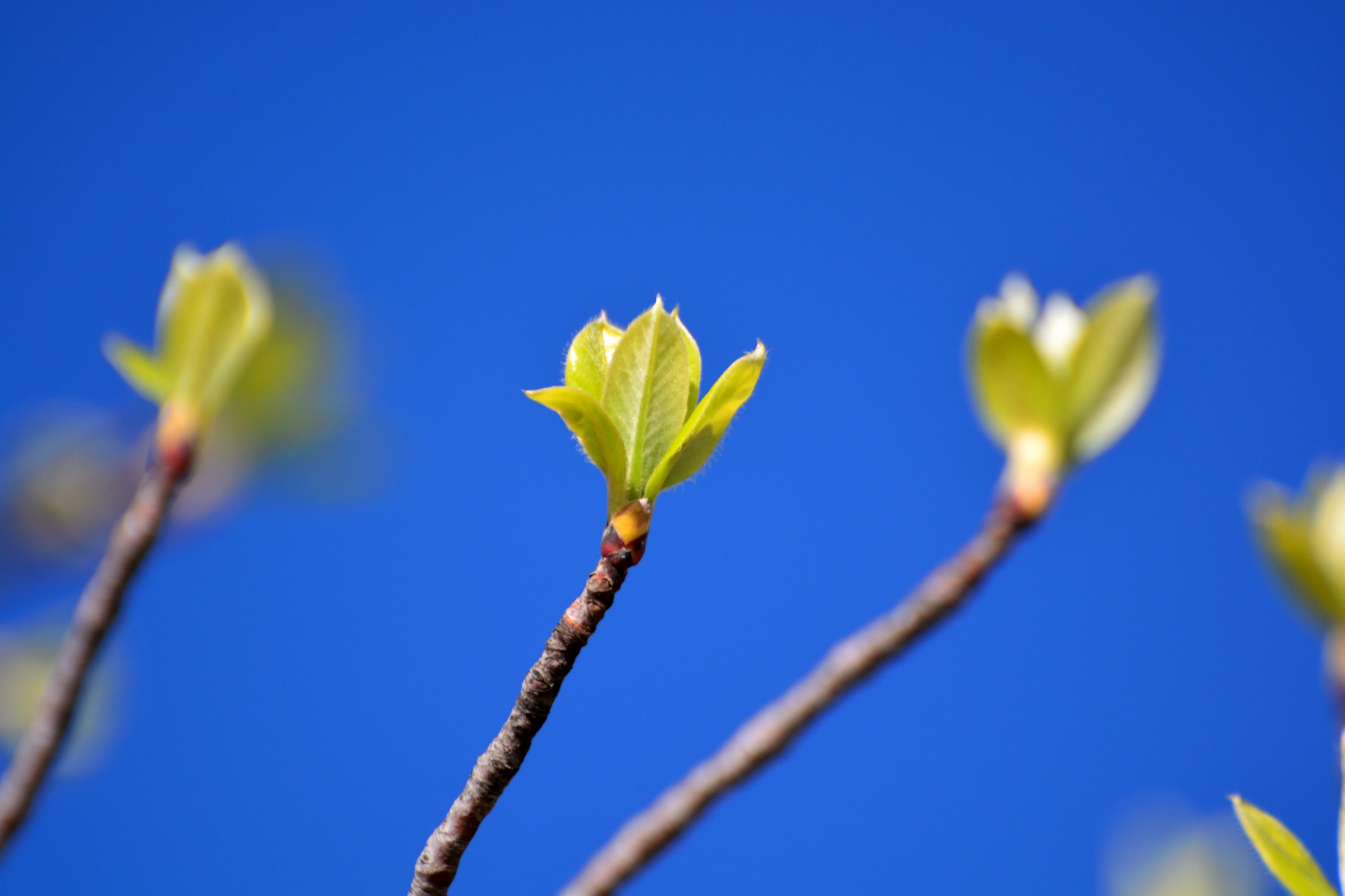 Nikon D5200 sample photo. New spring focus photography