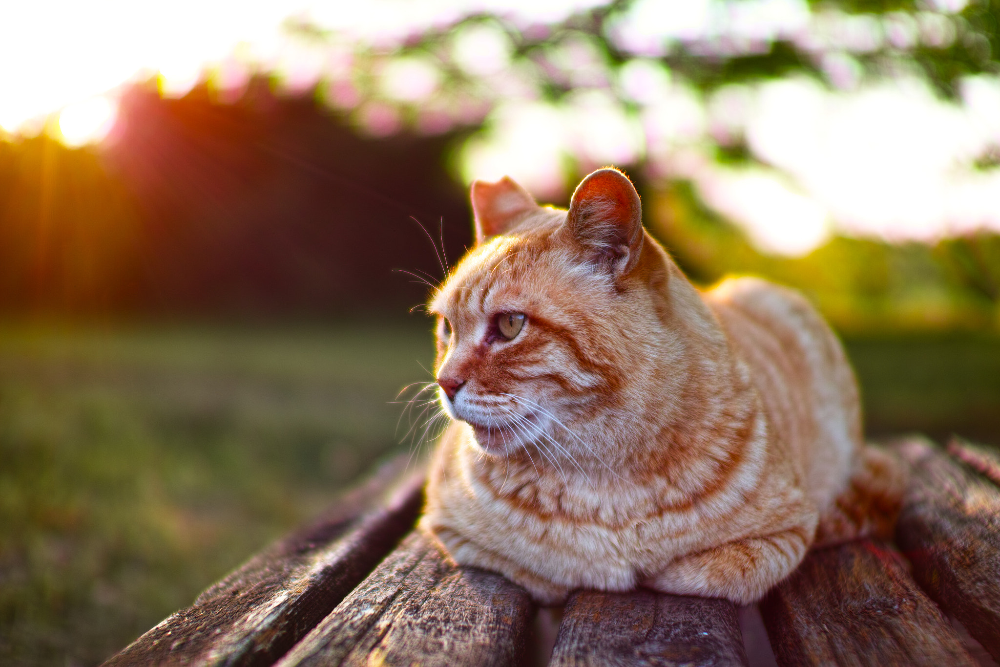 Sigma SD1 Merrill + Sigma 30mm F1.4 EX DC HSM sample photo. Cat every day photography