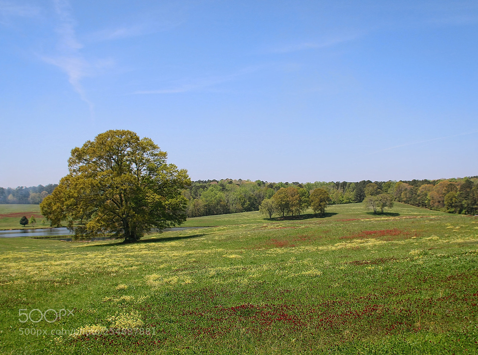 Canon EOS 70D sample photo. My favorite meadow photography