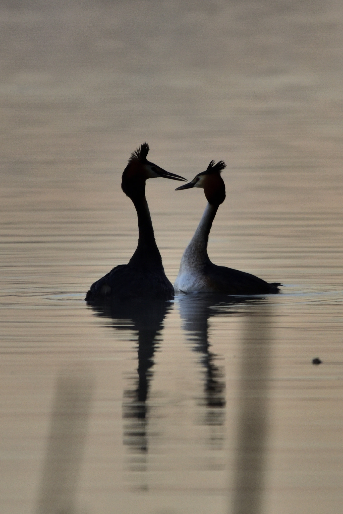 Nikon D750 + Sigma 150-600mm F5-6.3 DG OS HSM | C sample photo. Great crested grebe (podiceps cristatus) photography