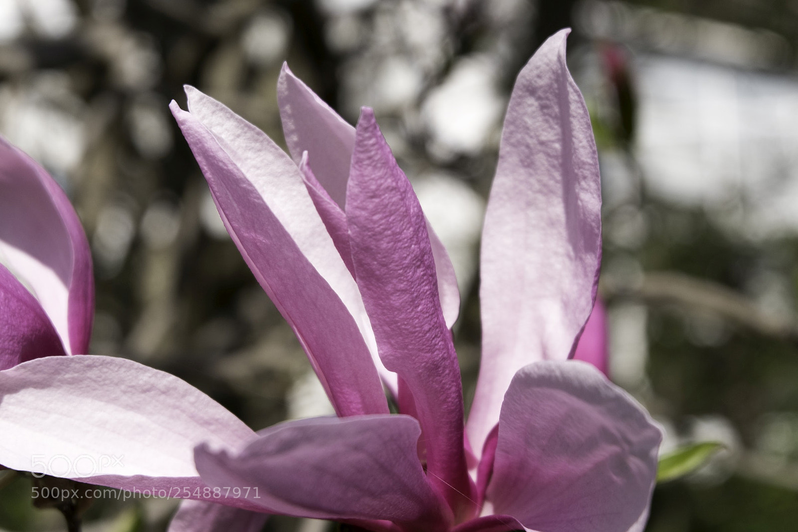 Fujifilm X-T20 sample photo. Magnolie photography