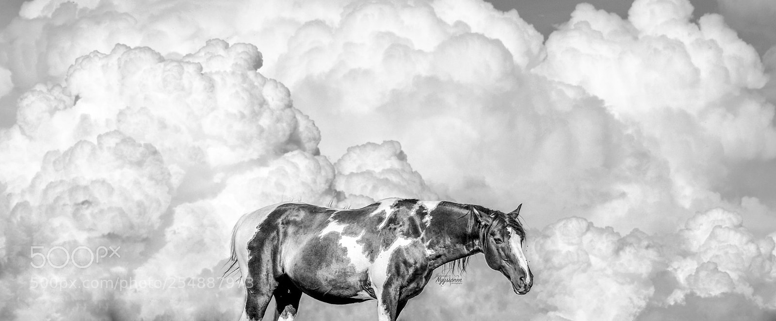 Nikon D7100 sample photo. Cloud horse photography