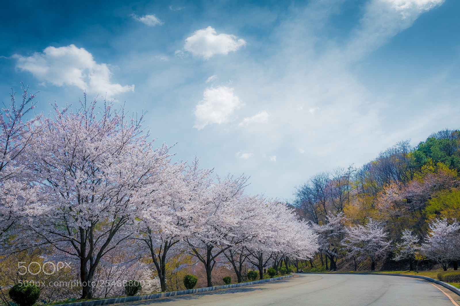 Canon EOS 80D sample photo. Cherry blossom ii photography