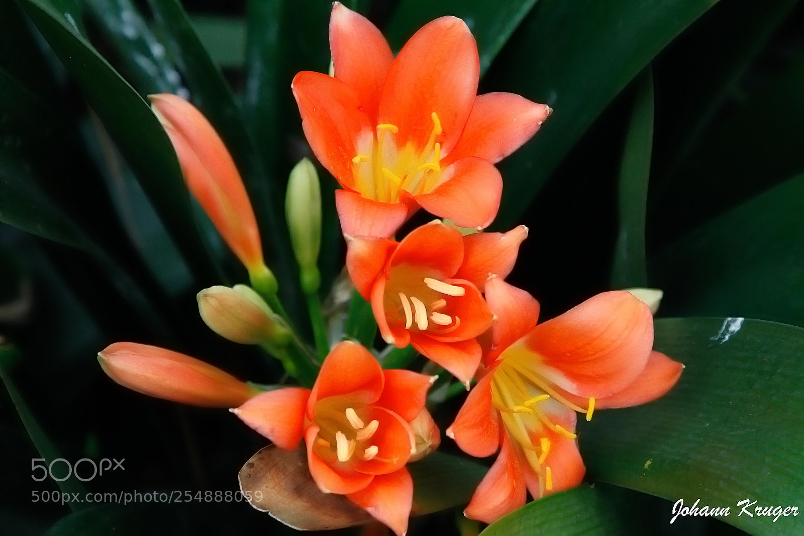 Canon EOS 5D Mark II sample photo. Edit photography