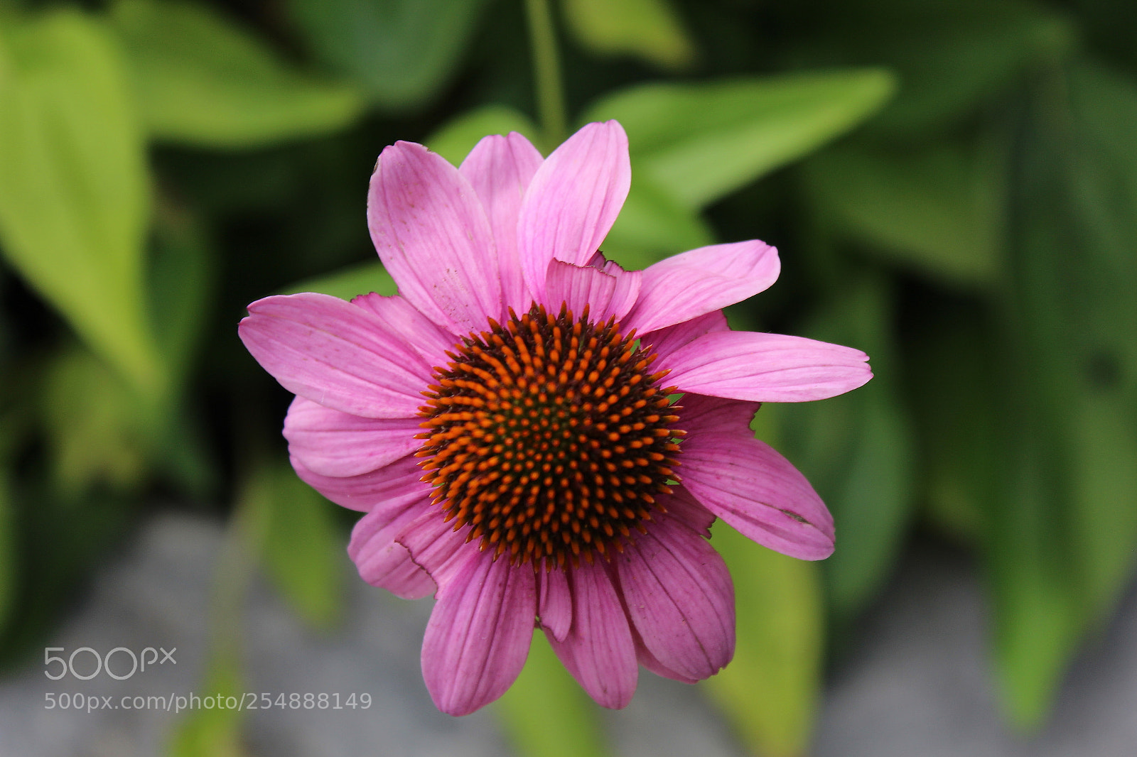Canon EOS 1200D (EOS Rebel T5 / EOS Kiss X70 / EOS Hi) sample photo. Pink flower photography