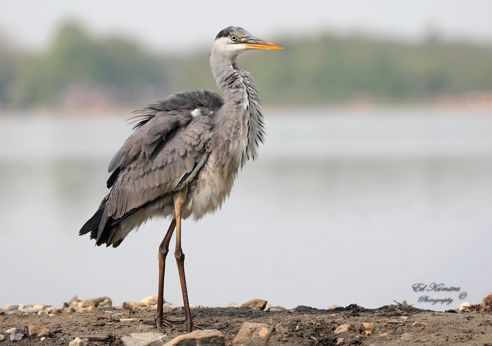 Canon EOS 5D Mark IV sample photo. The blue heron photography