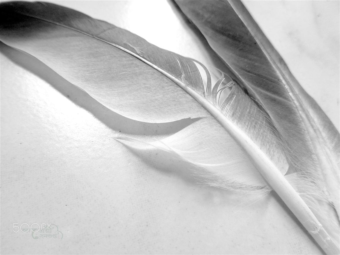 Sony Cyber-shot DSC-W830 sample photo. Feathers photography