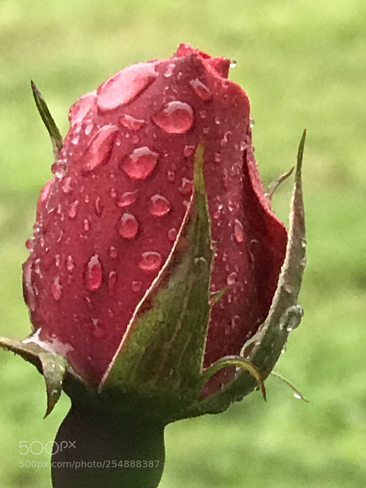 Apple iPhone 7 Plus sample photo. Raindrops photography