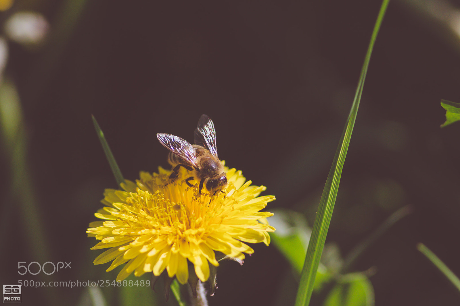 Nikon D3100 sample photo. Bee photography