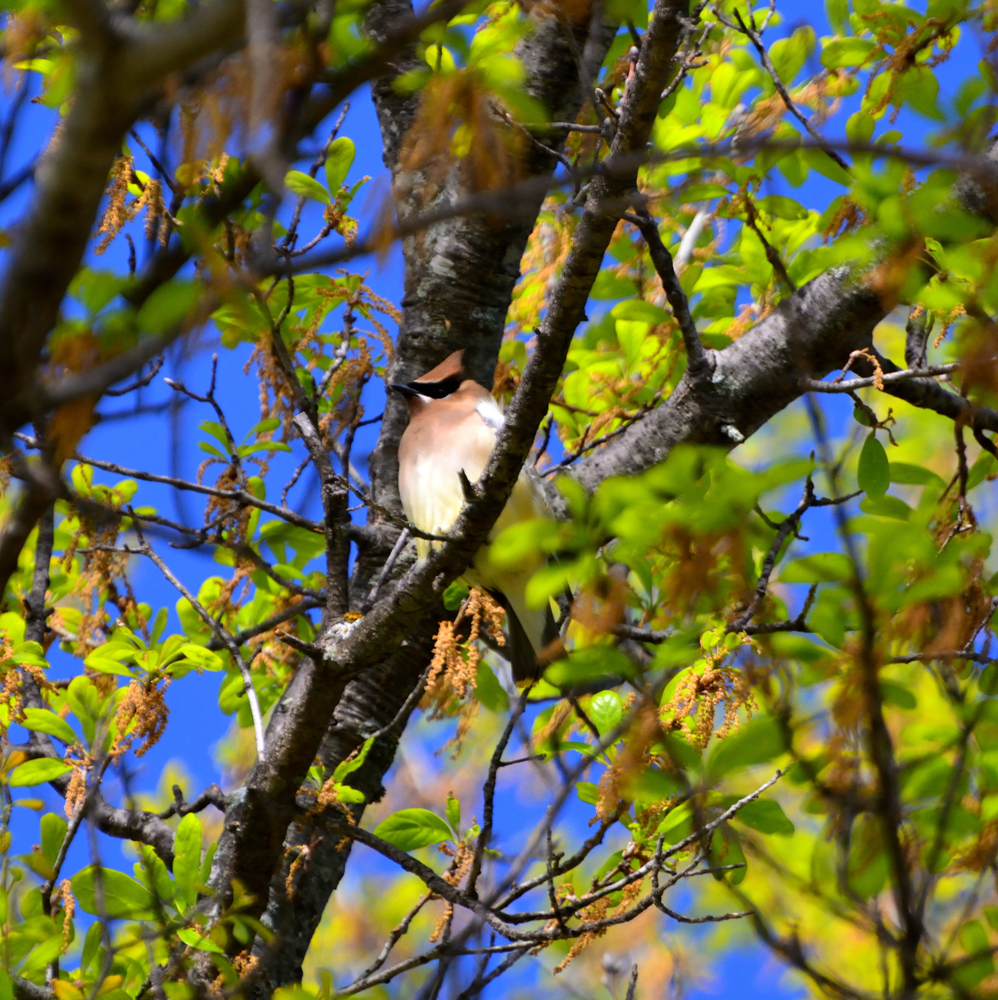 Nikon D5200 sample photo. Canopy hidden photography