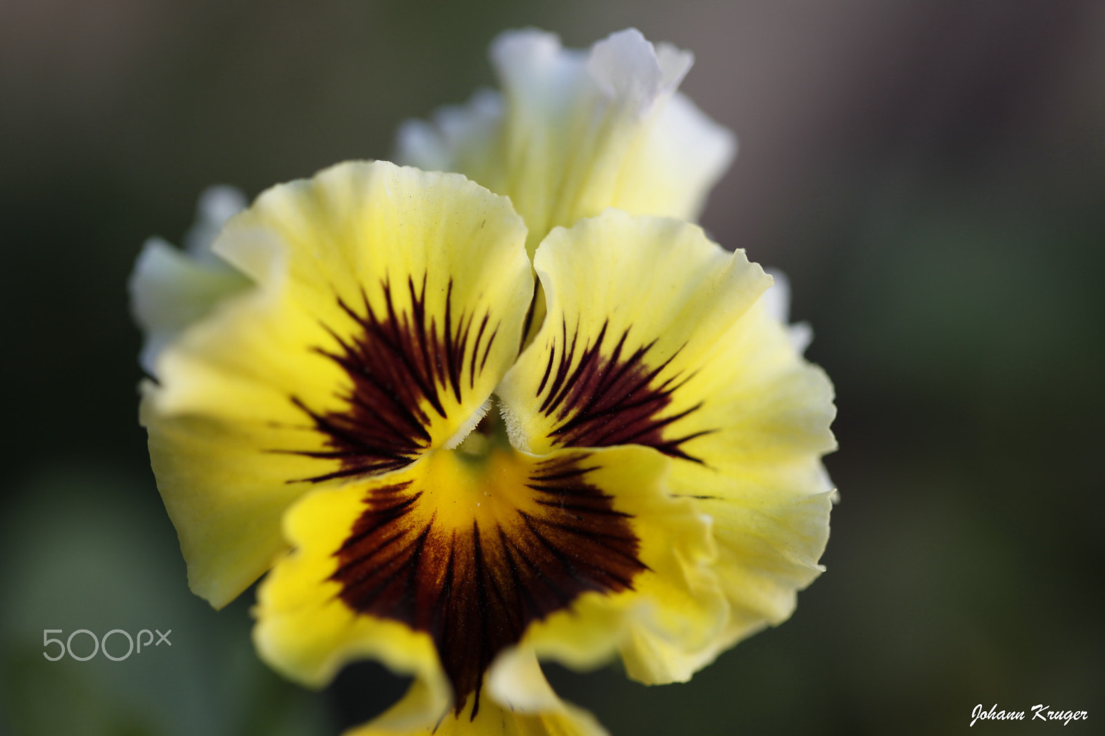 Canon EF 100mm F2.8 Macro USM sample photo. Pansi photography