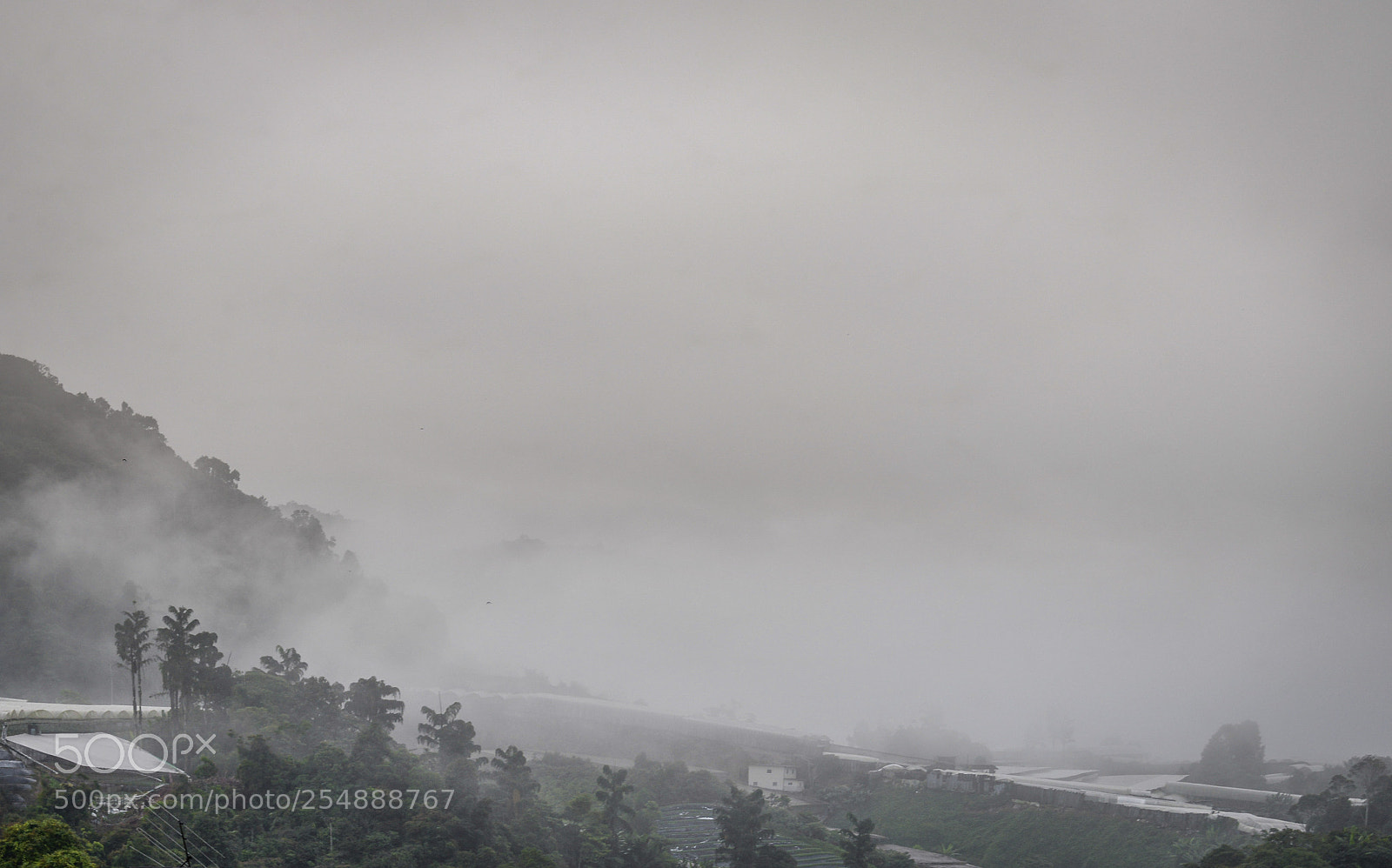 Nikon D610 sample photo. Foggy forest photography