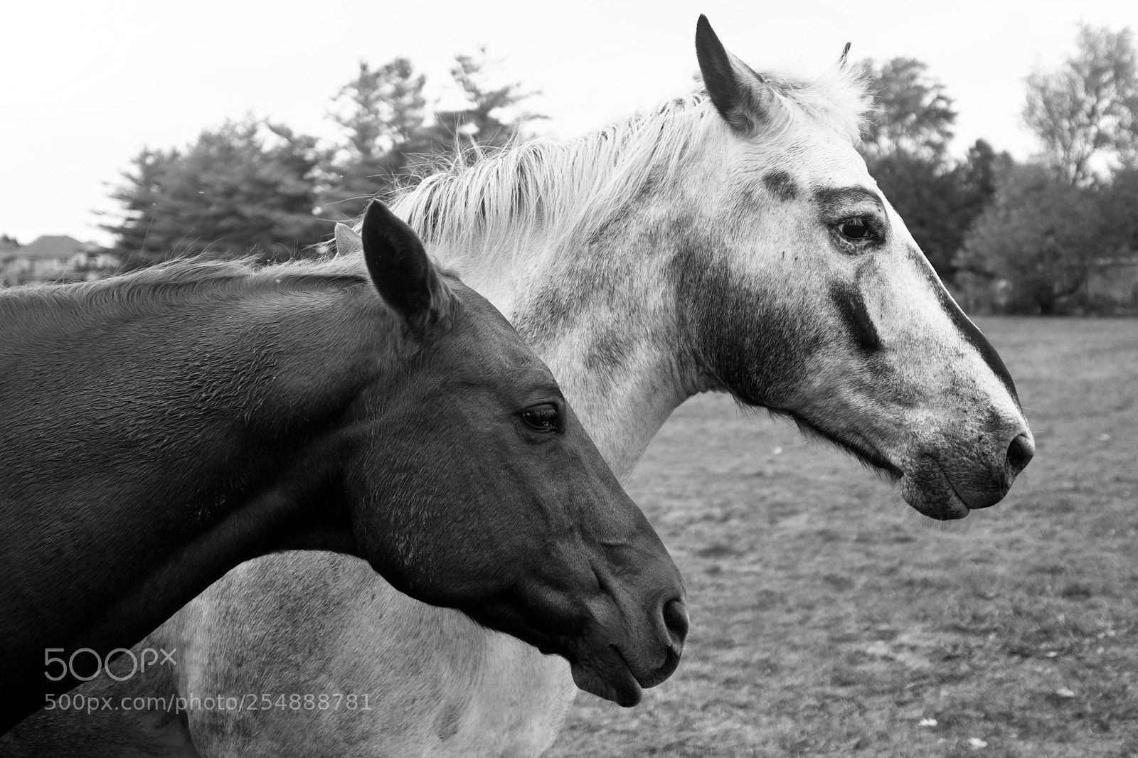 Fujifilm X100F sample photo. Yin yang horses photography