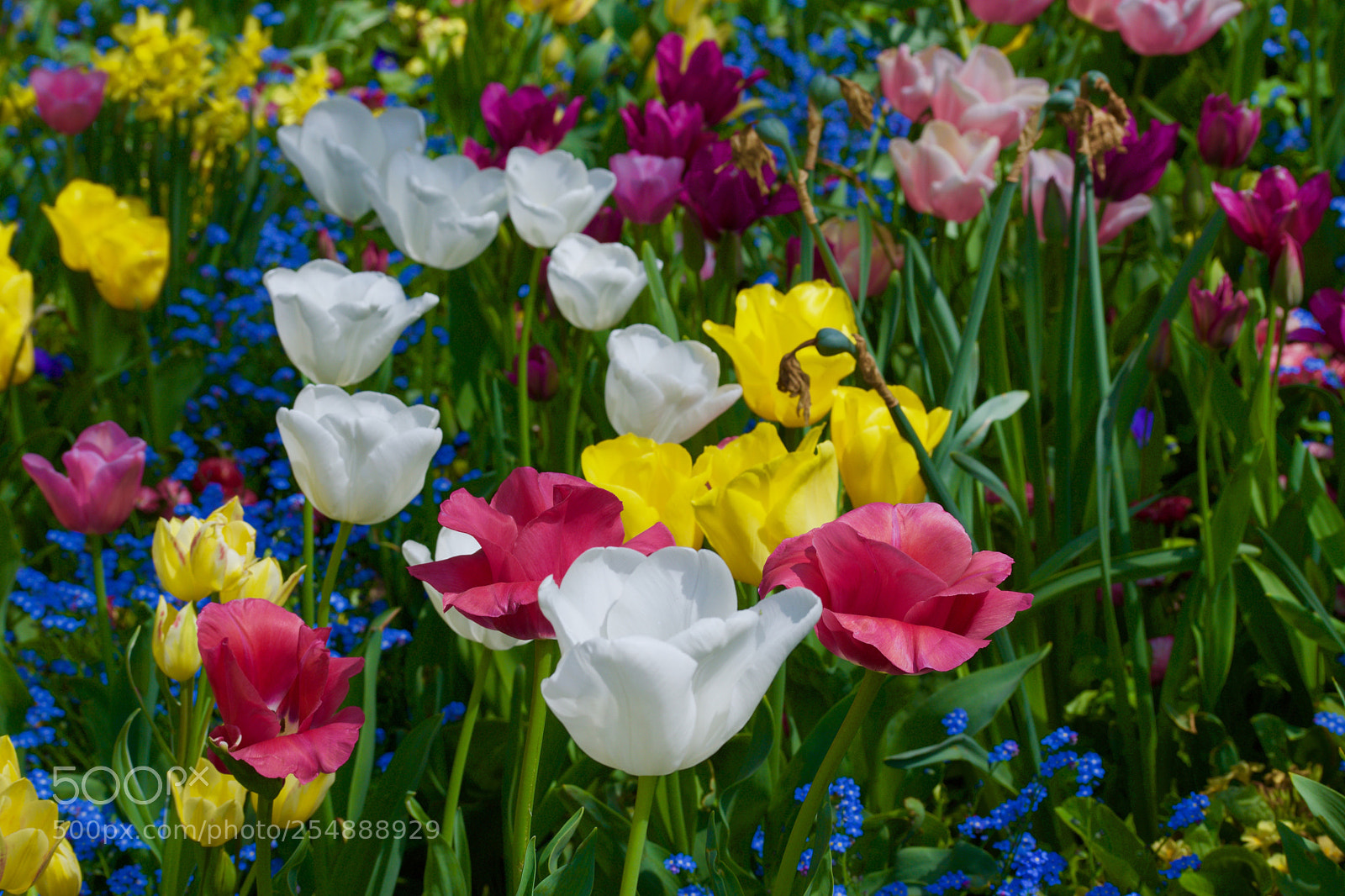 Nikon D3300 sample photo. Spring flowers photography