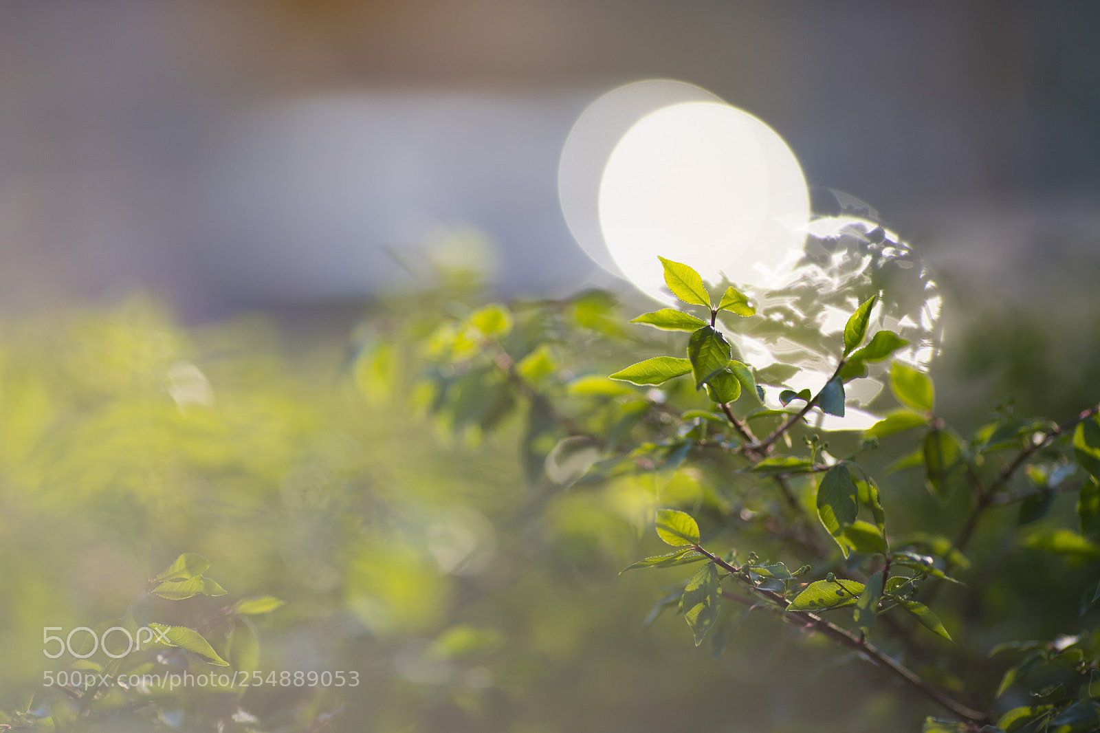 Canon EOS 6D Mark II sample photo. Blätter photography