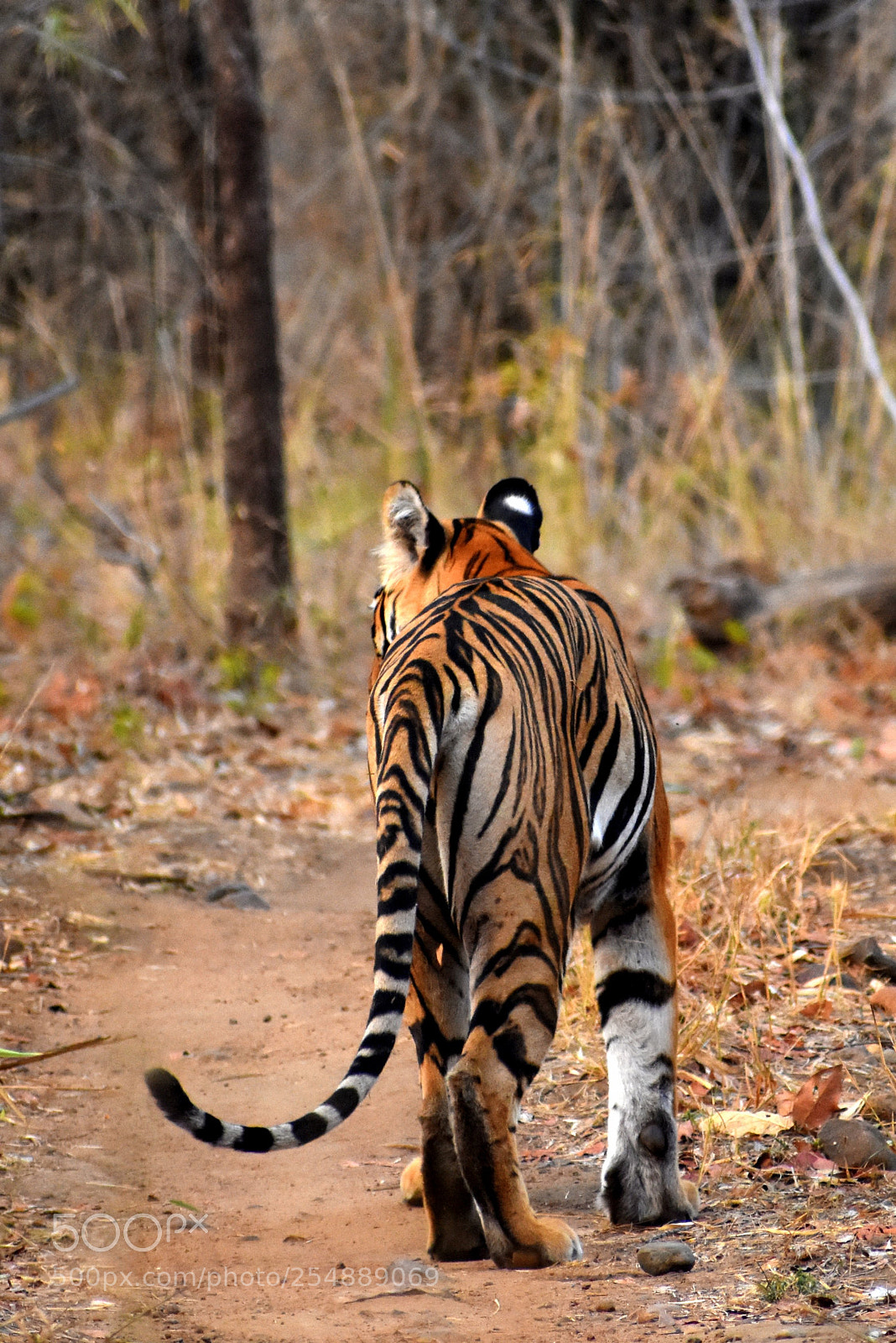 Nikon D7200 sample photo. Tiger walking away photography
