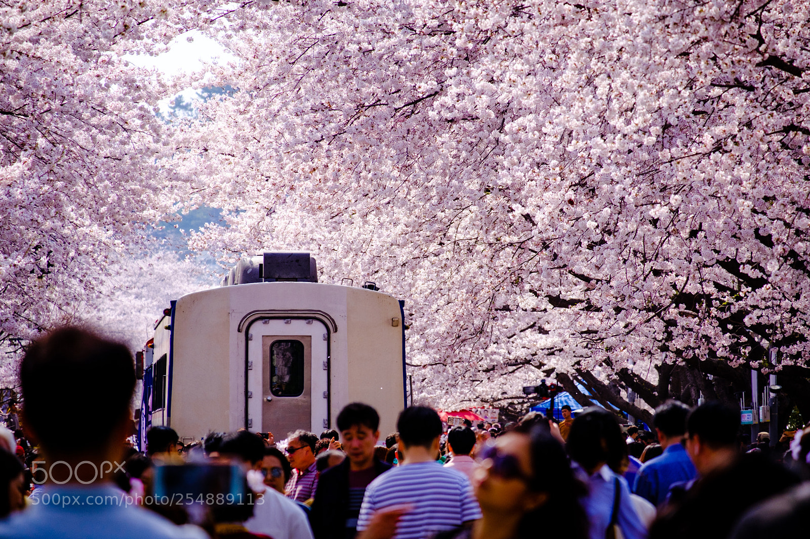 Fujifilm X-T20 sample photo. Cherry blossom tunnel photography