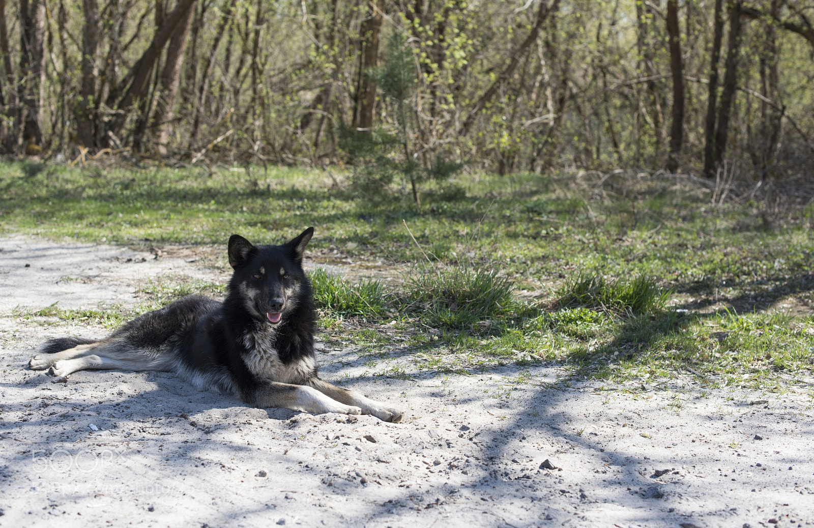 Nikon D810 sample photo. Chernobyl wild dog photography