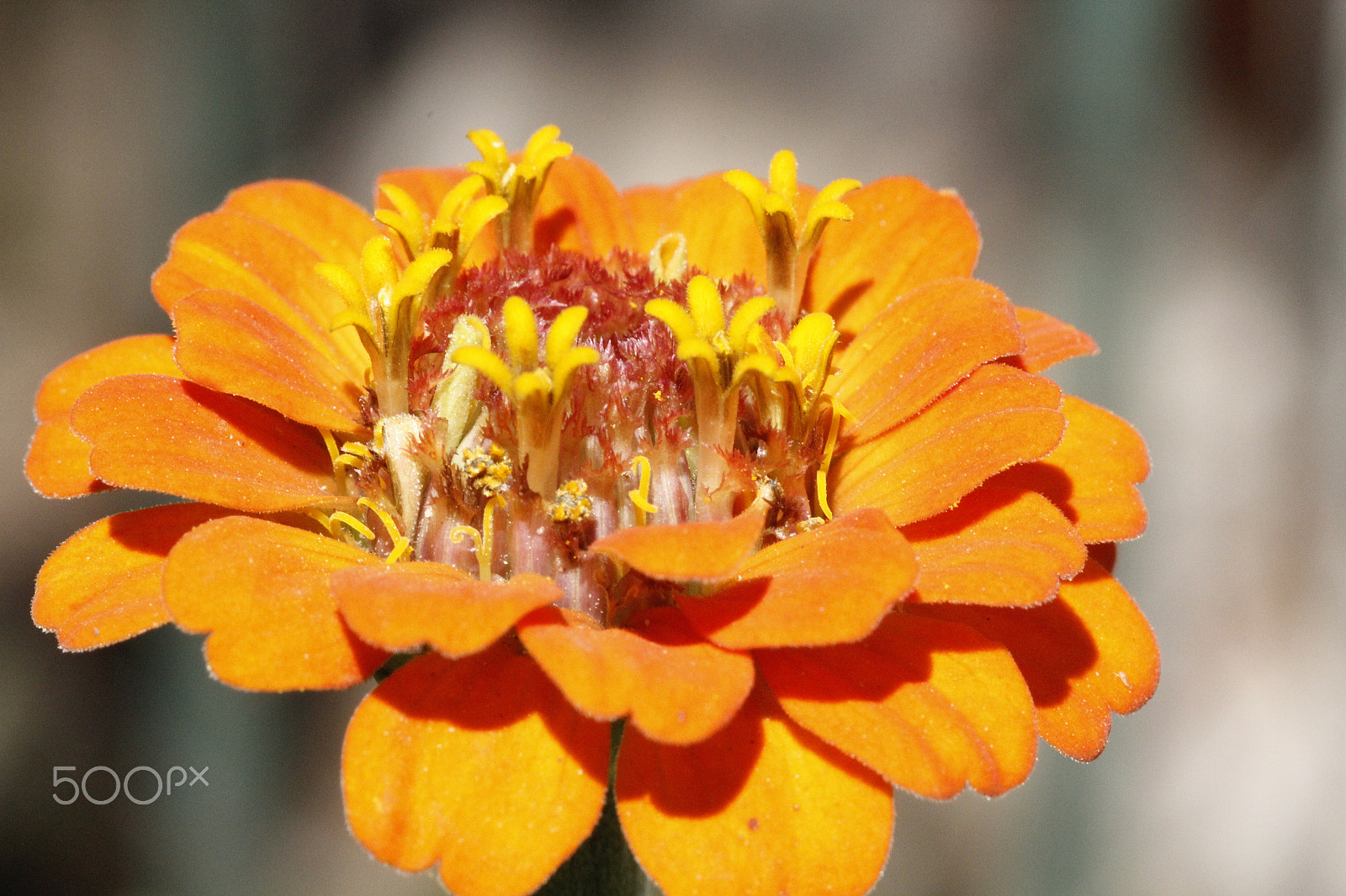 Canon EOS 60D + Tamron SP AF 90mm F2.8 Di Macro sample photo. Zinnia photography