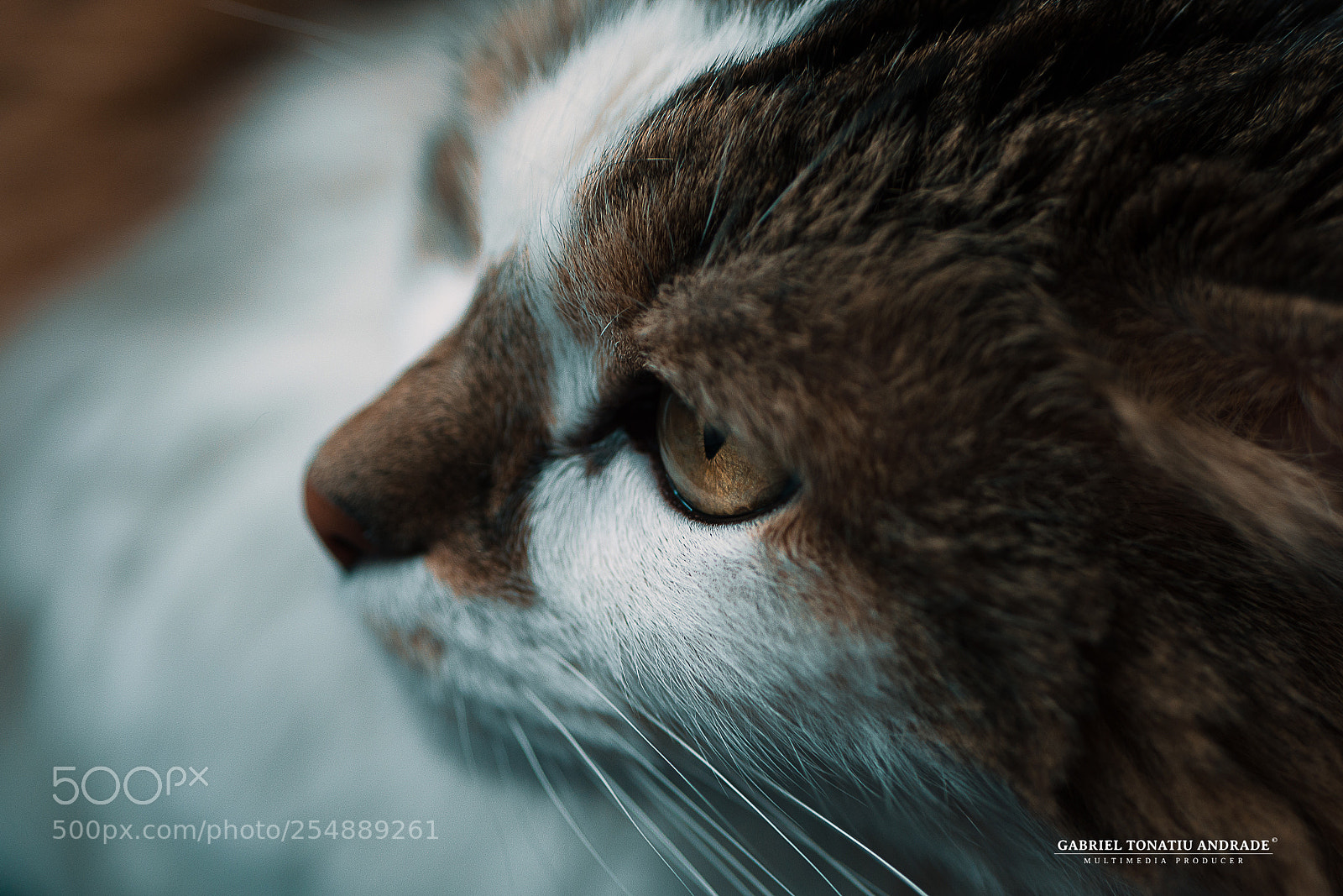 Panasonic Lumix DMC-G7 sample photo. Cat's eye photography