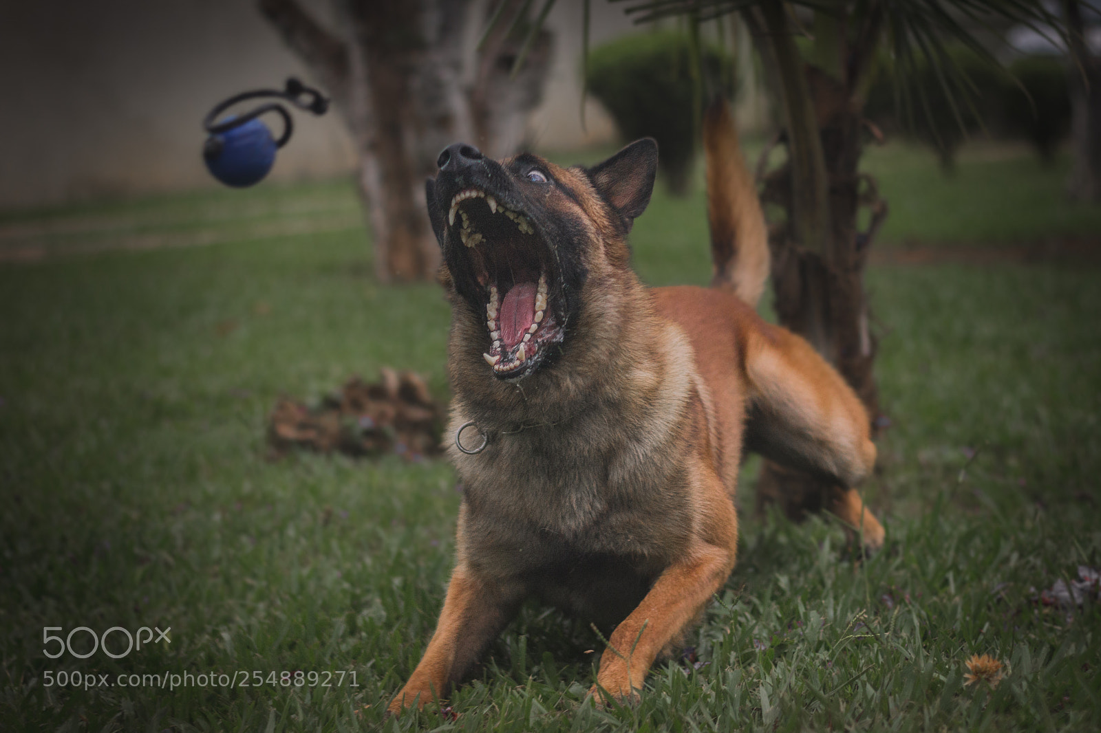 Canon EOS 600D (Rebel EOS T3i / EOS Kiss X5) sample photo. Eros photography