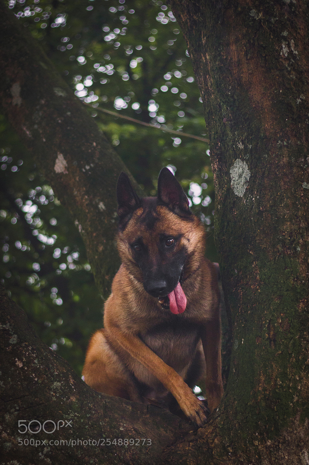 Canon EOS 600D (Rebel EOS T3i / EOS Kiss X5) sample photo. Eros photography