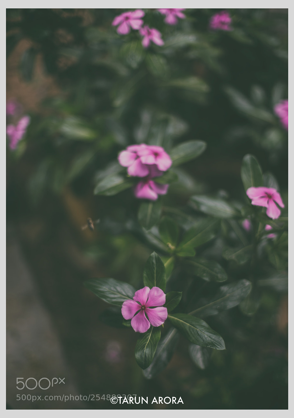 Canon EOS 5D Mark IV sample photo. Flower photography