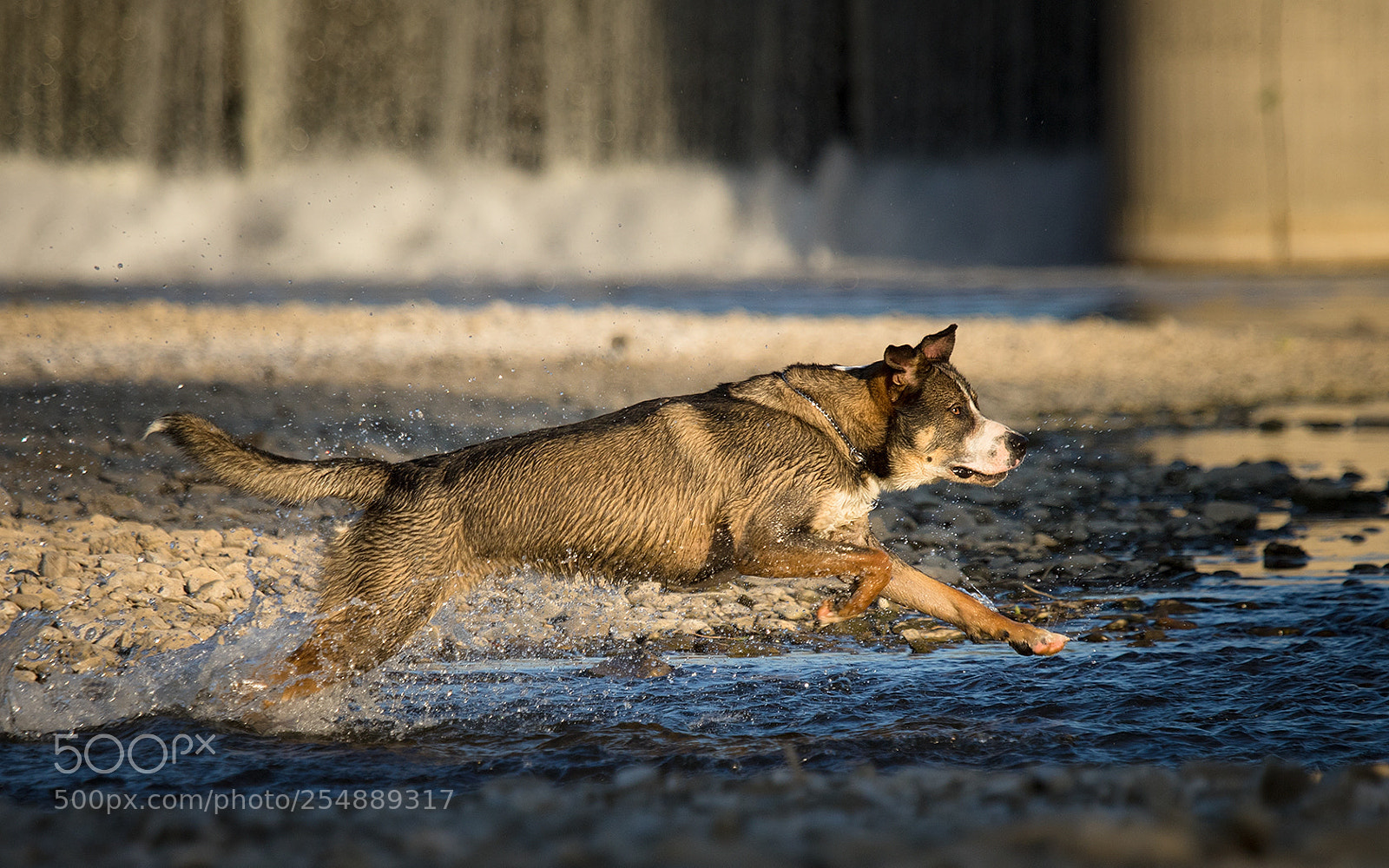 Canon EOS 7D Mark II sample photo. Dog photography