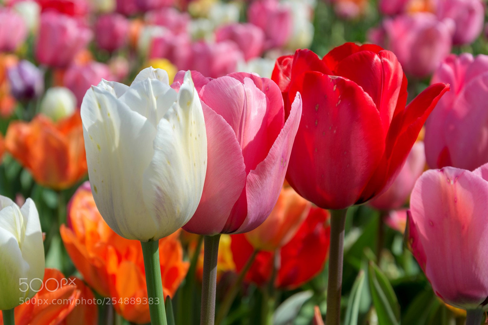 Nikon D7100 sample photo. Some more typical dutch photography