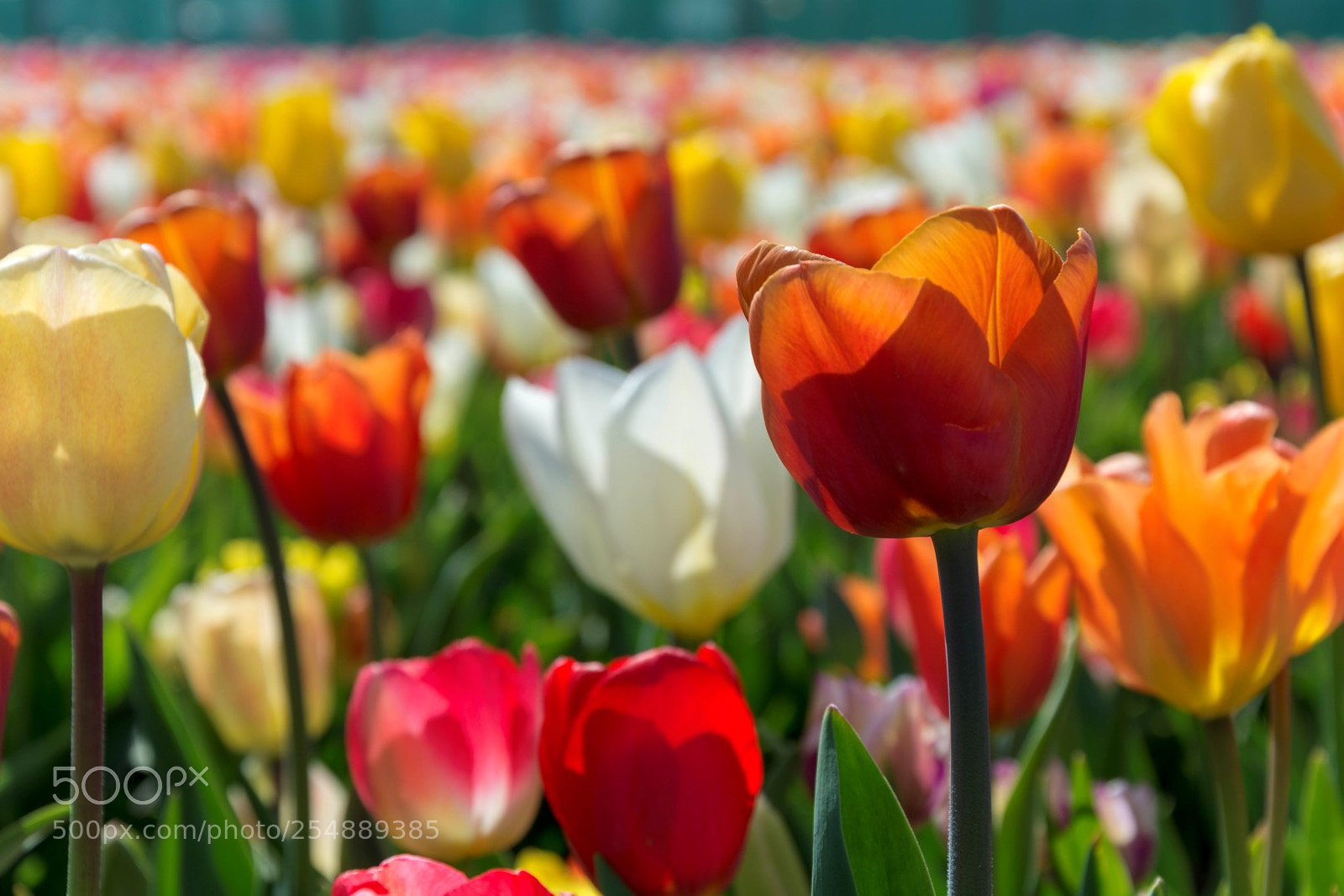 Nikon D7100 sample photo. Some more typical dutch photography