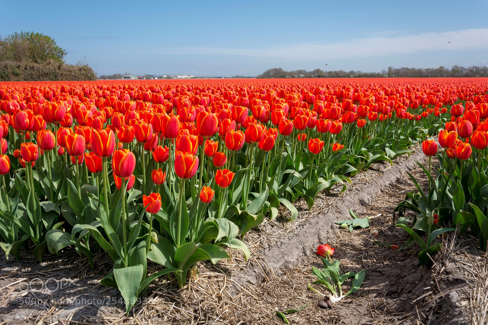 Nikon D7100 sample photo. Some more typical dutch photography