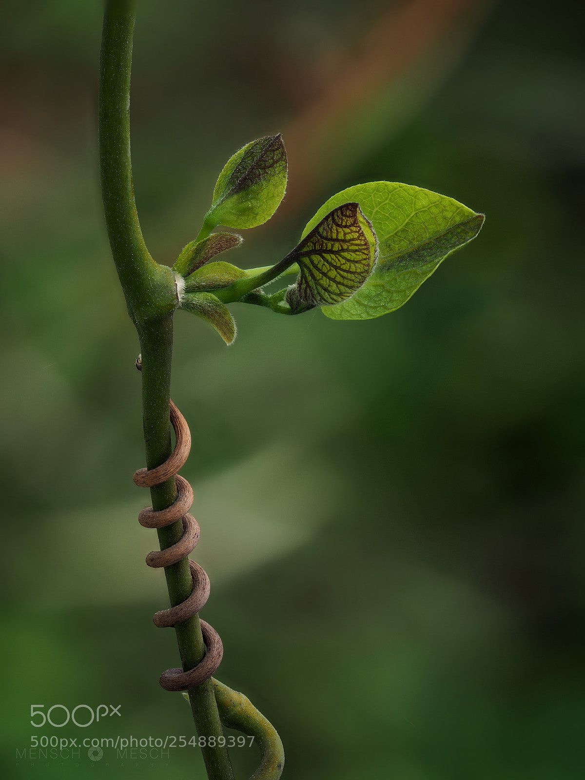 Olympus OM-D E-M5 II sample photo. Pfeifenwinde | aristolochia macrophylla photography